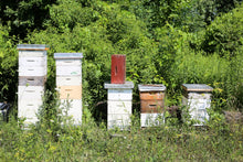 Load image into Gallery viewer, Fifth Town - Local Prince Edward County Honey - Various Styles