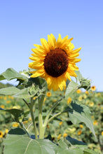 Load image into Gallery viewer, Fifth Town - Local Prince Edward County Honey - Various Styles