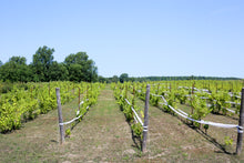 Load image into Gallery viewer, Fifth Town - Local Prince Edward County Honey - Various Styles